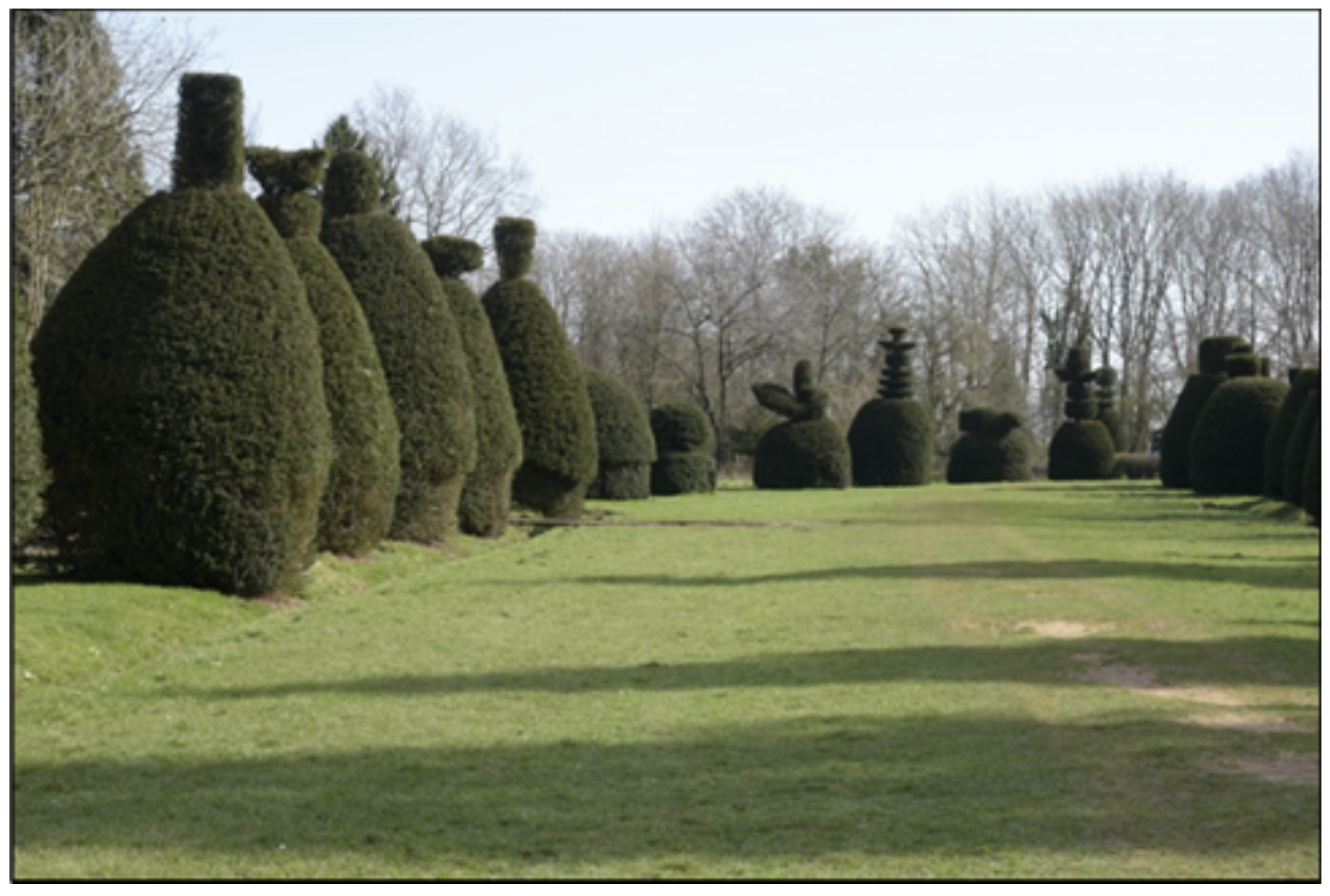 Clipsham Yew Trees