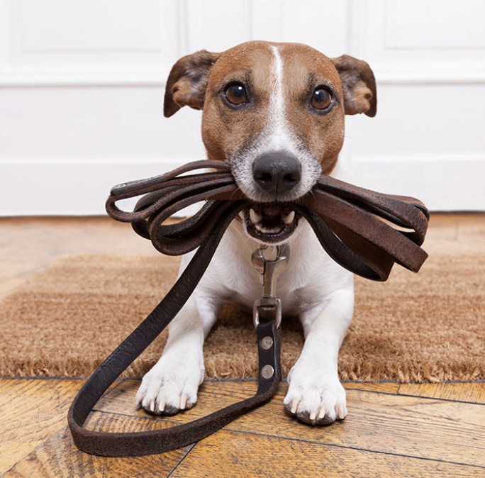 Keeping your dog safe